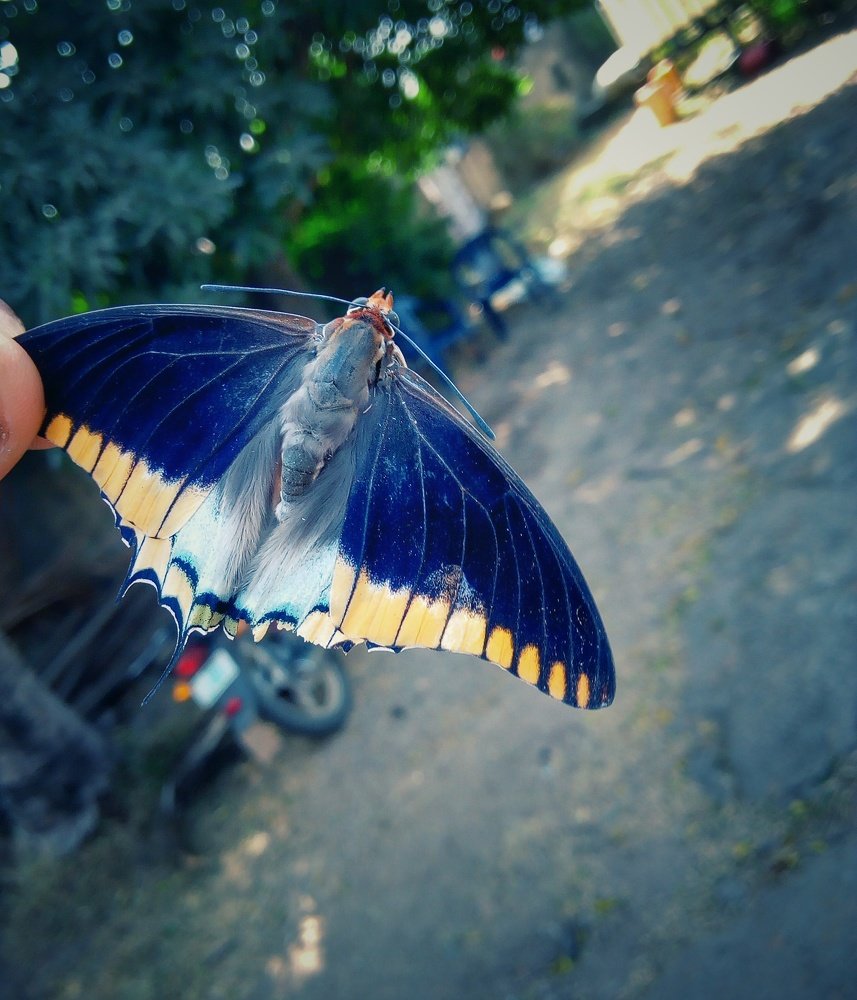 The Moth