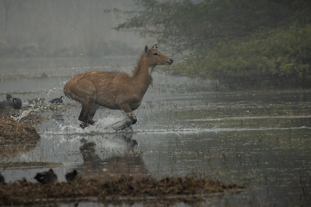 Фотография автора Ashir Kumar