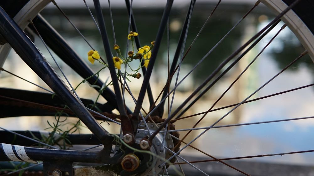 Фотография автора Алина Прищепа