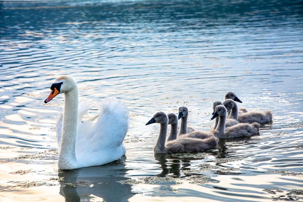 Beautiful swans on the Danube. Veliko Gradiste, Serbia.