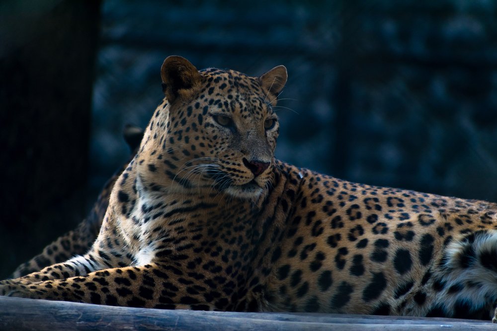 You called ? when ??