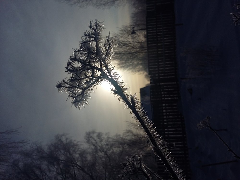 Photo #4309743