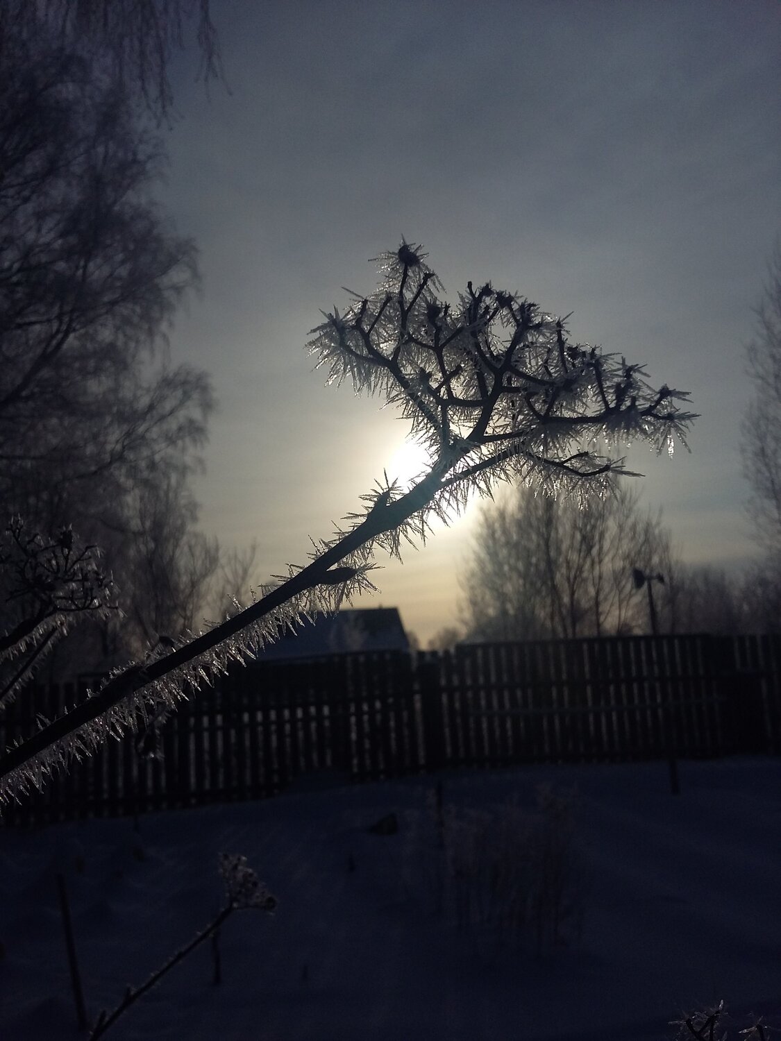 Photo #4309743