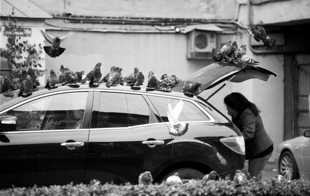 Любовь и голуби...