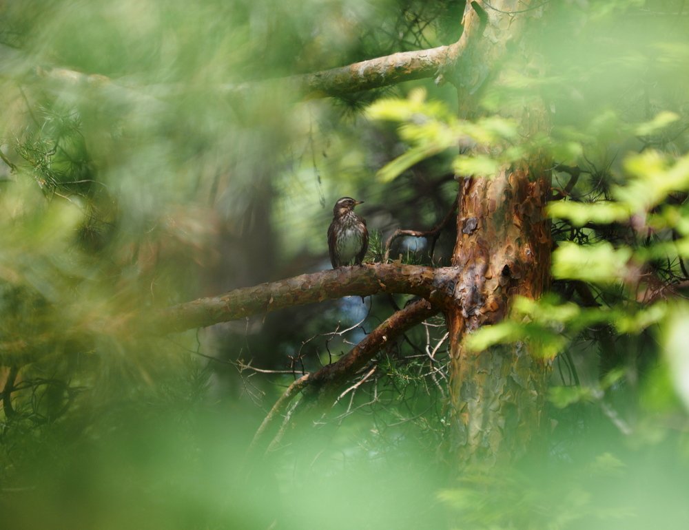 Photograph by Артем Харисов