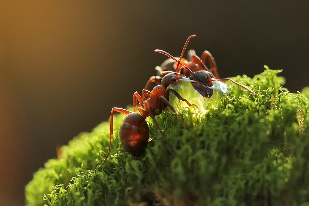 Когда очень хочется пить...