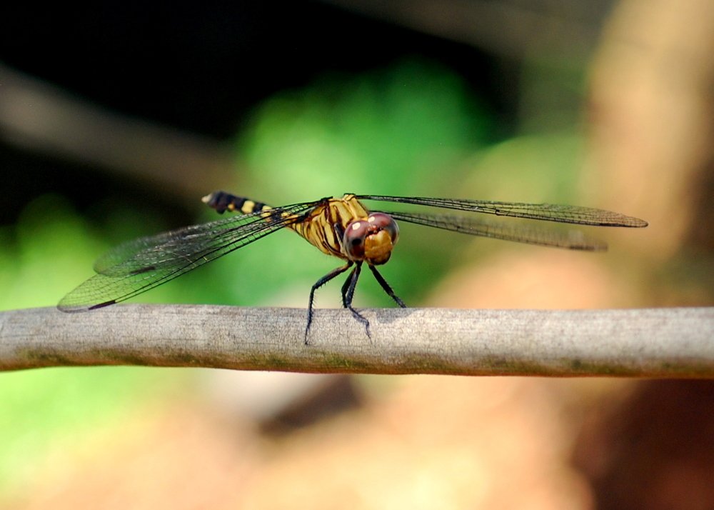 Photograph by Jeremiah Edubiyi