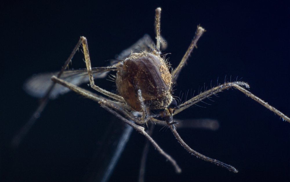 Photograph by Володимир Сорін