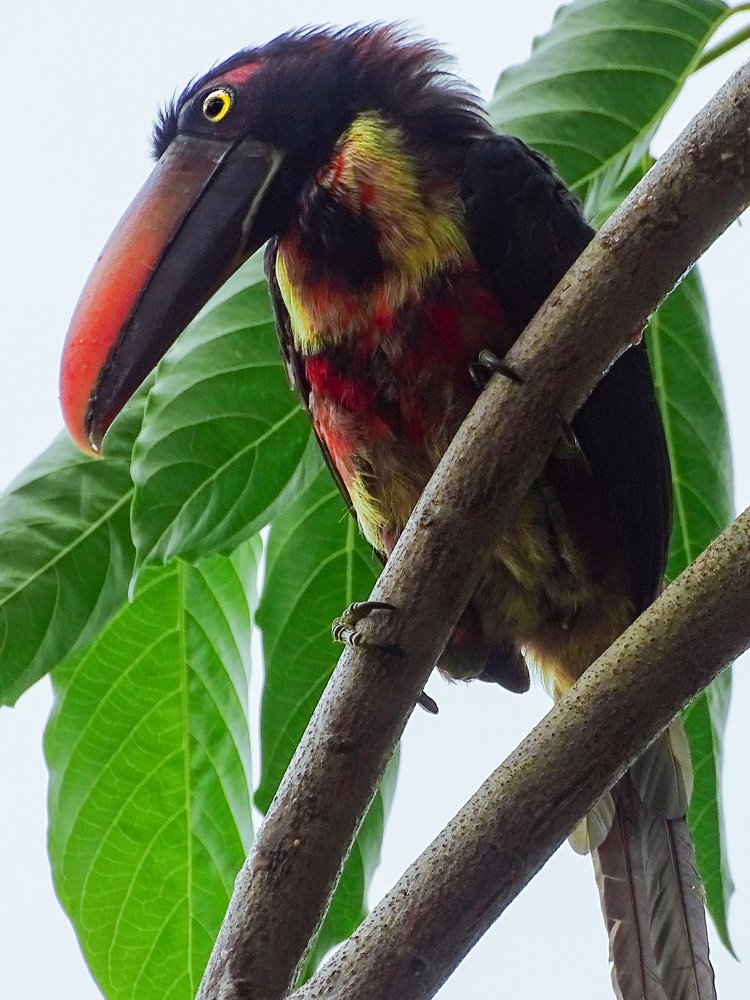 Fiery-billed Aracari
