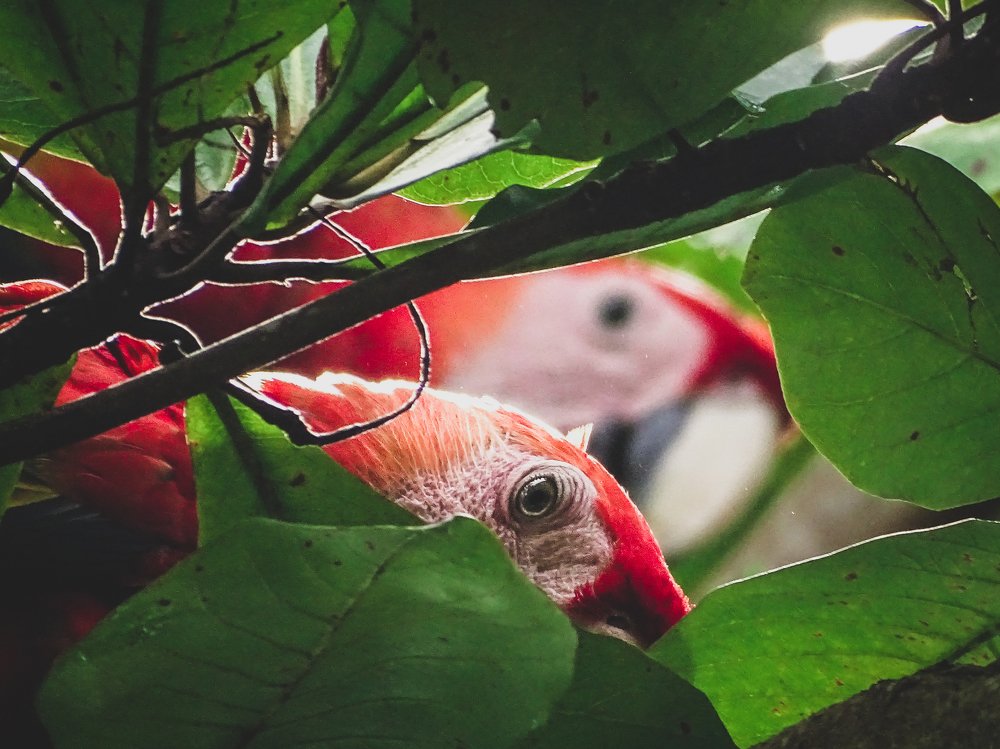 Scarlet Macaws in a Palm Tree