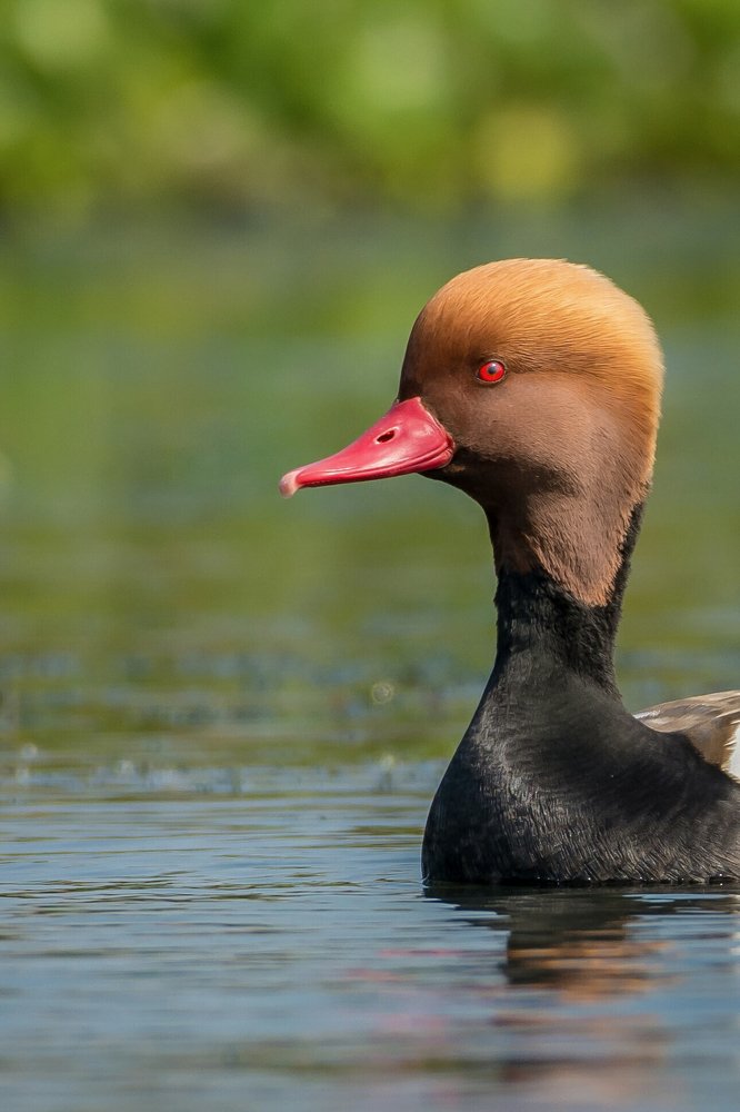 Red Crested Pochard.