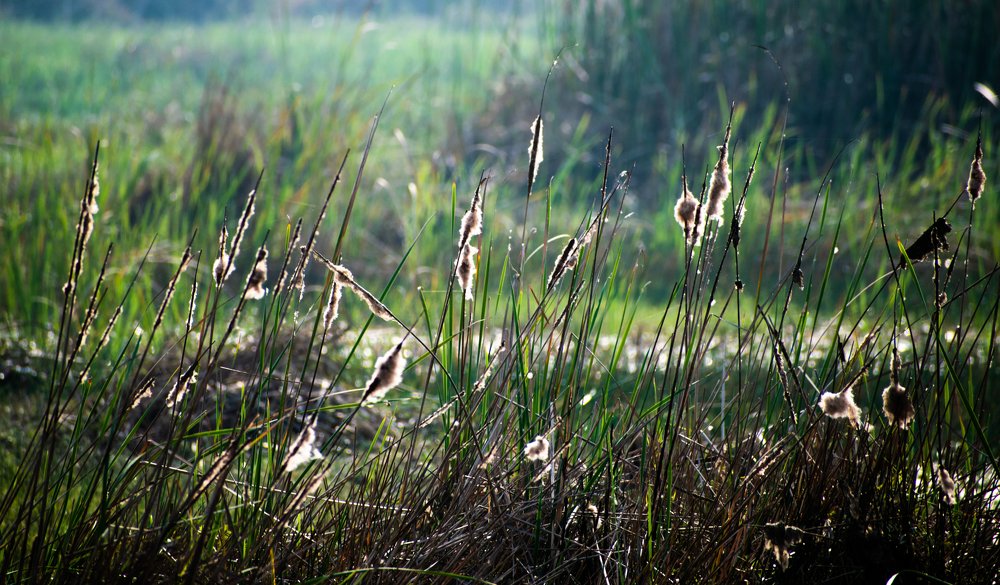 Photograph by Shubhomoy Paul
