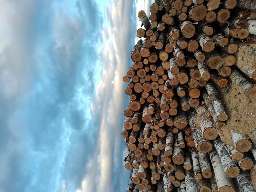 Белые березы