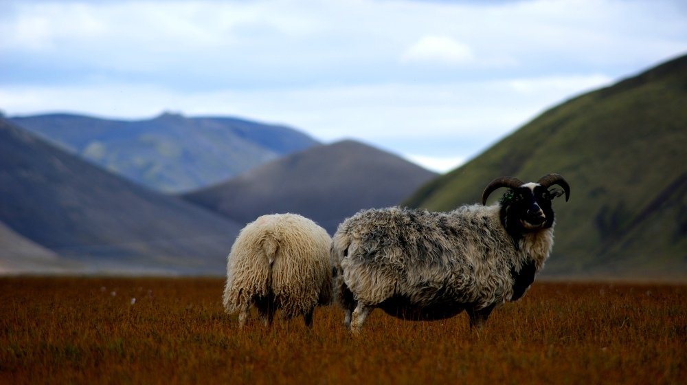 Photo #4310976