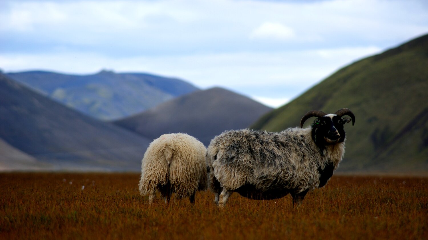 Photo #4310976