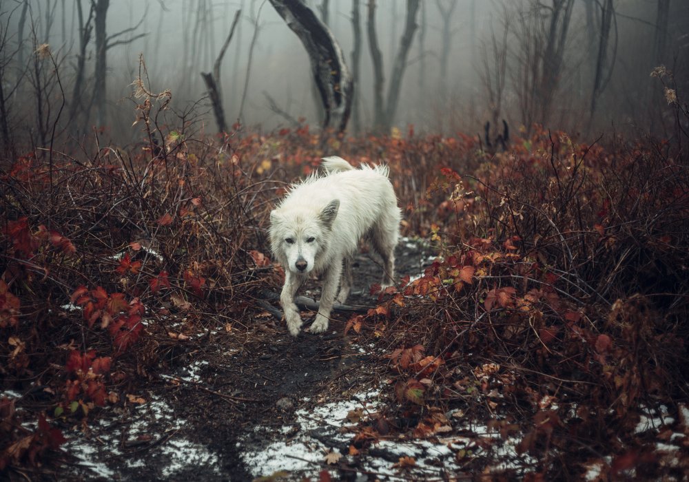 Photograph by Александр Вареньев