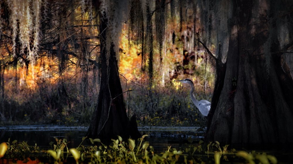 Цапельно-кипарисовое спокоище