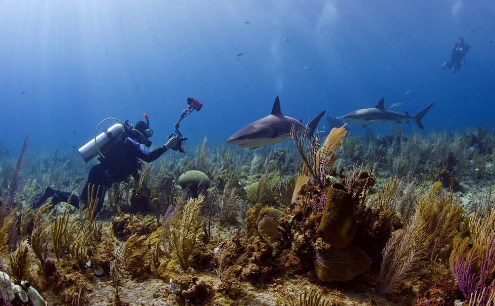 Фотография автора Андрей Крапивной