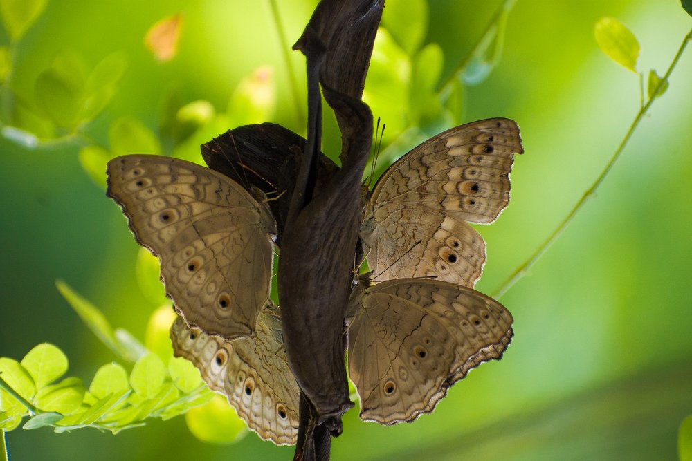 Collage of Butterflies