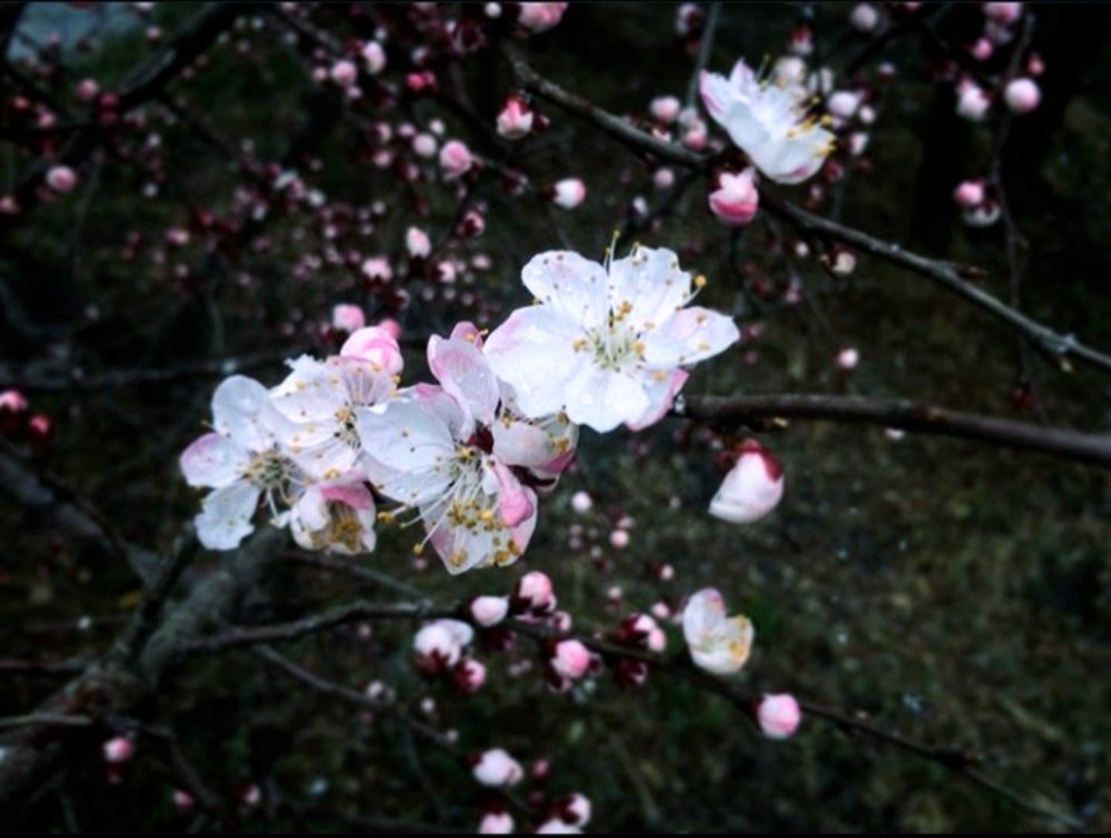 Photograph by Kara Enkhtuya