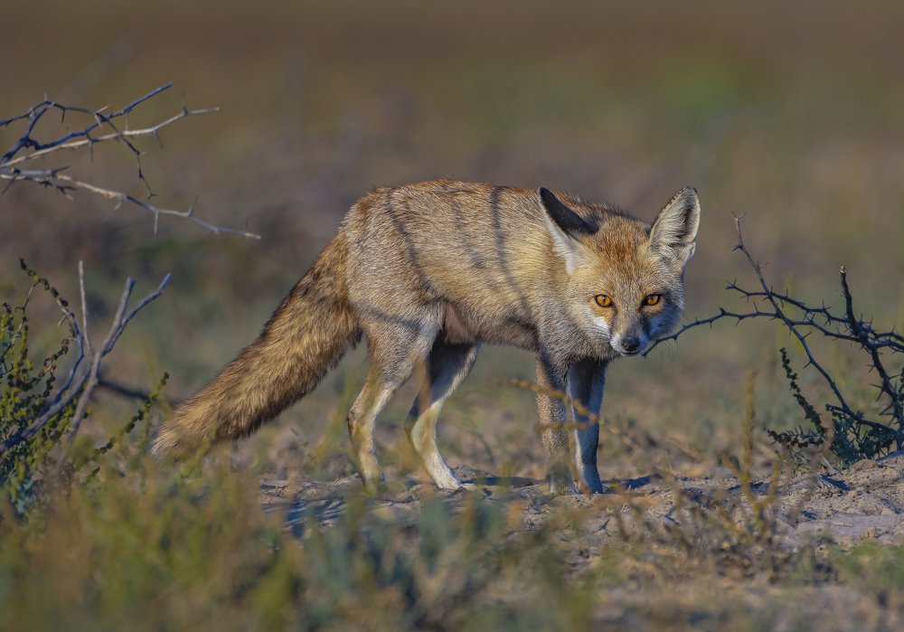 Hardcore Desert Dweller