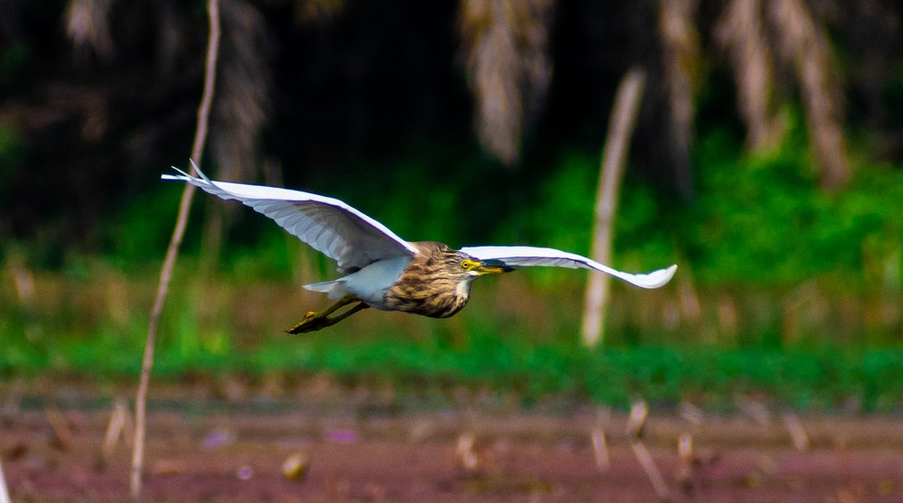 Photograph by Shubhomoy Paul