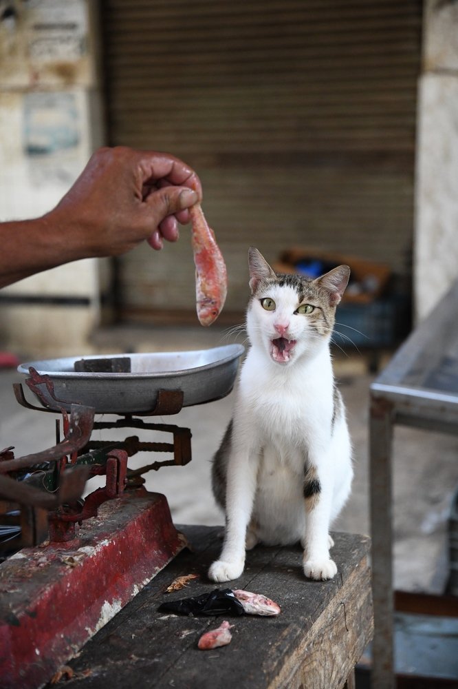 Alexandria Fish Market