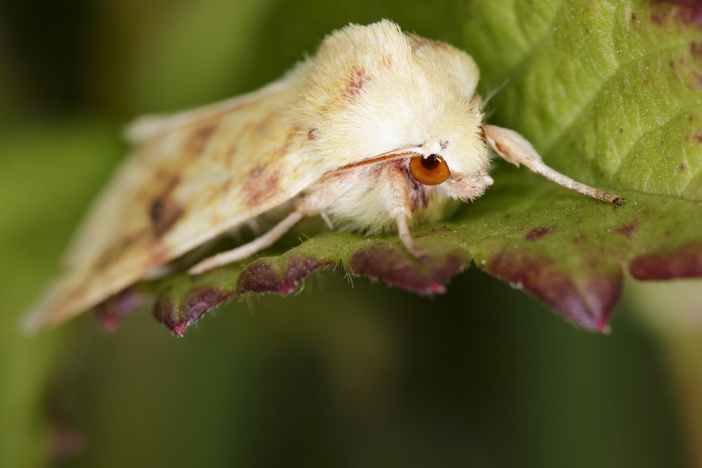 Кареглазка