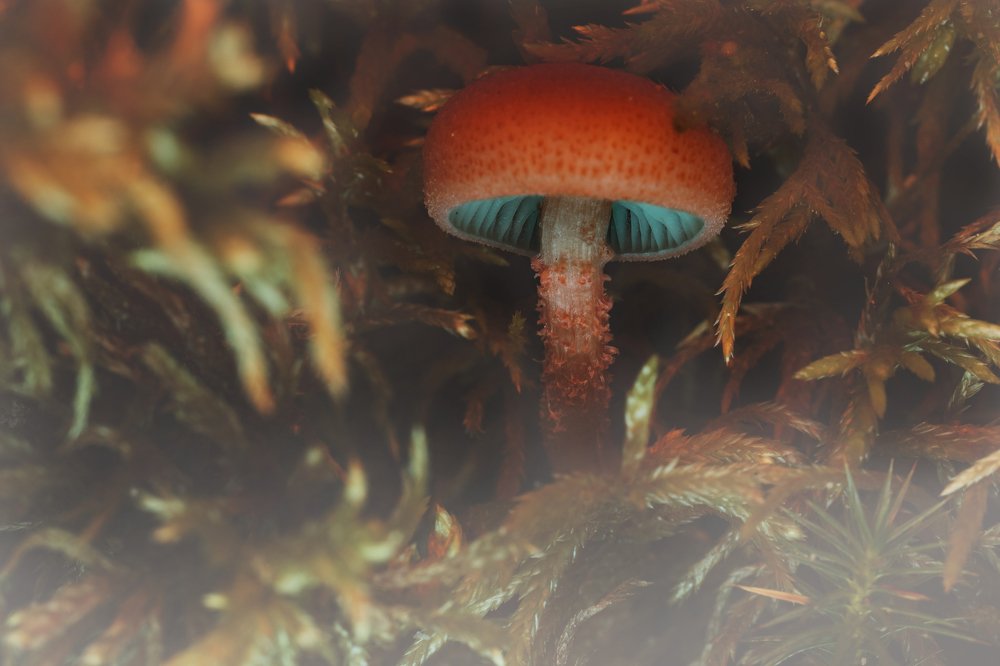 Photograph by Алексей Малых