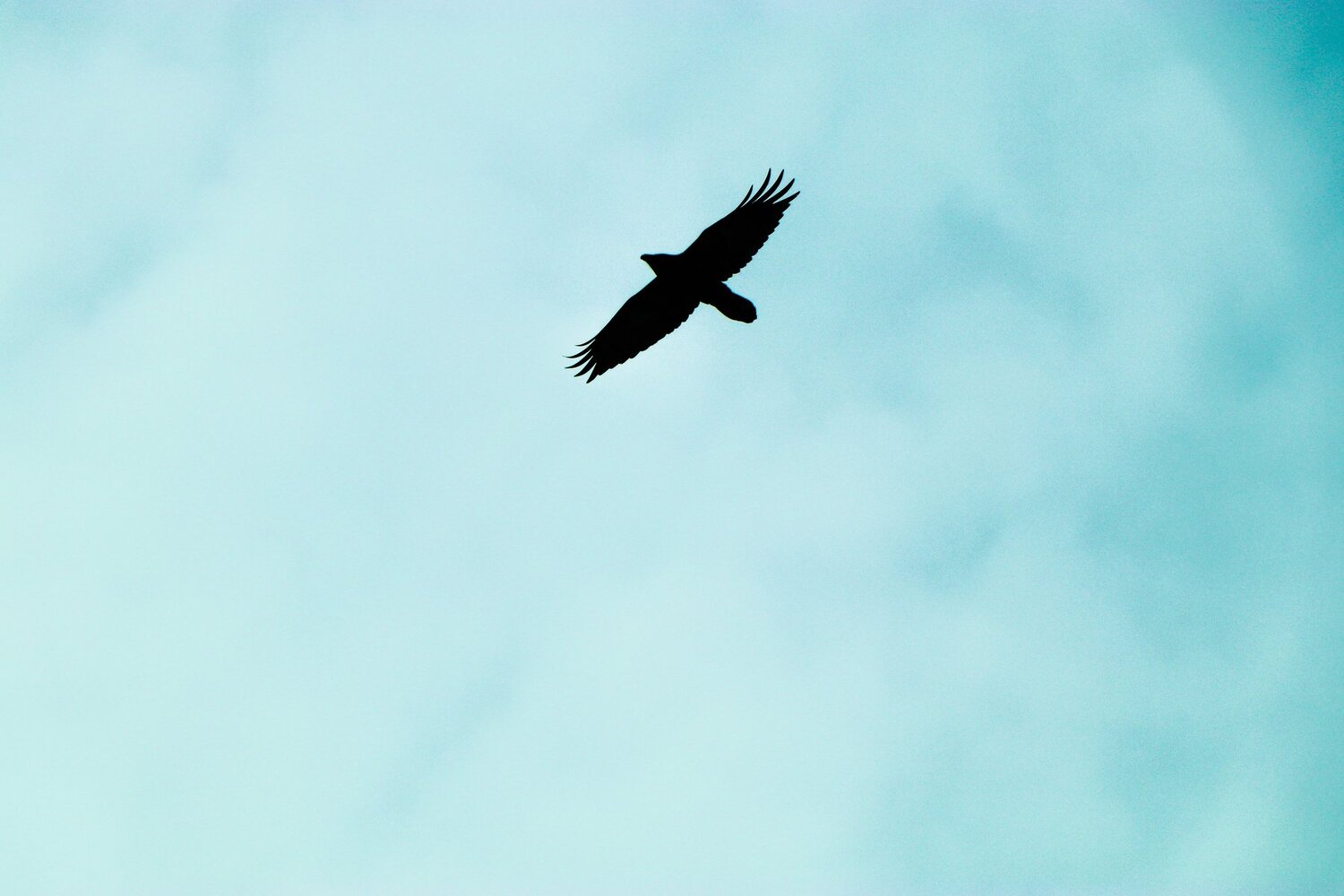 Photo #4311928