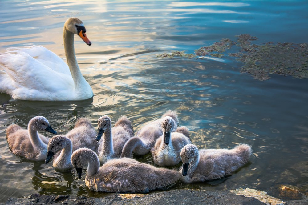 Beautiful swans on the Danube. Veliko Gradiste, Serbia.