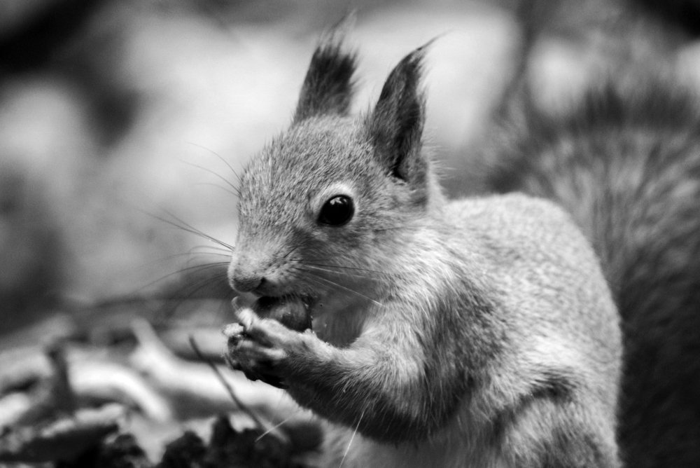 Photograph by Виктор Печищев