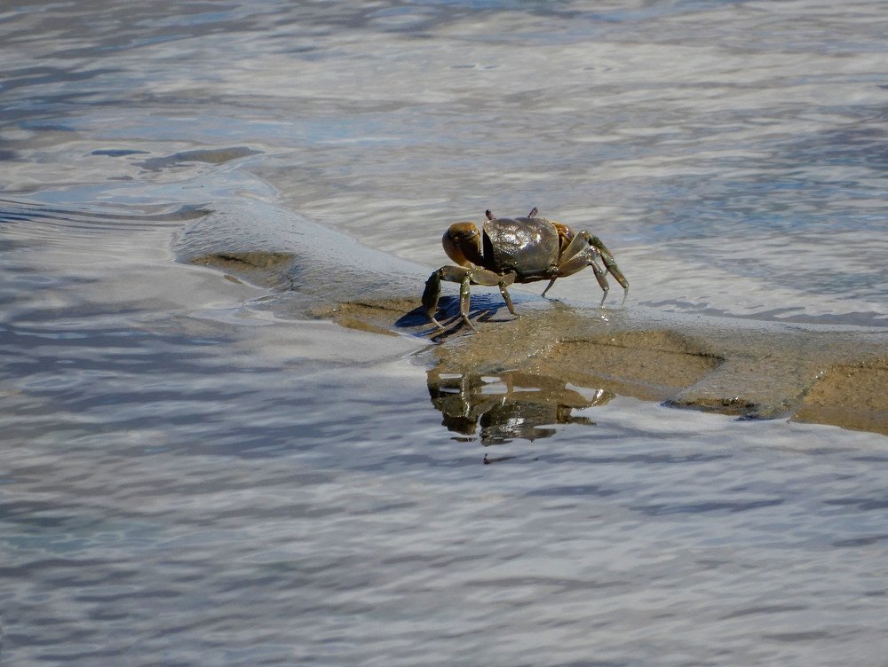 The crab in the sea