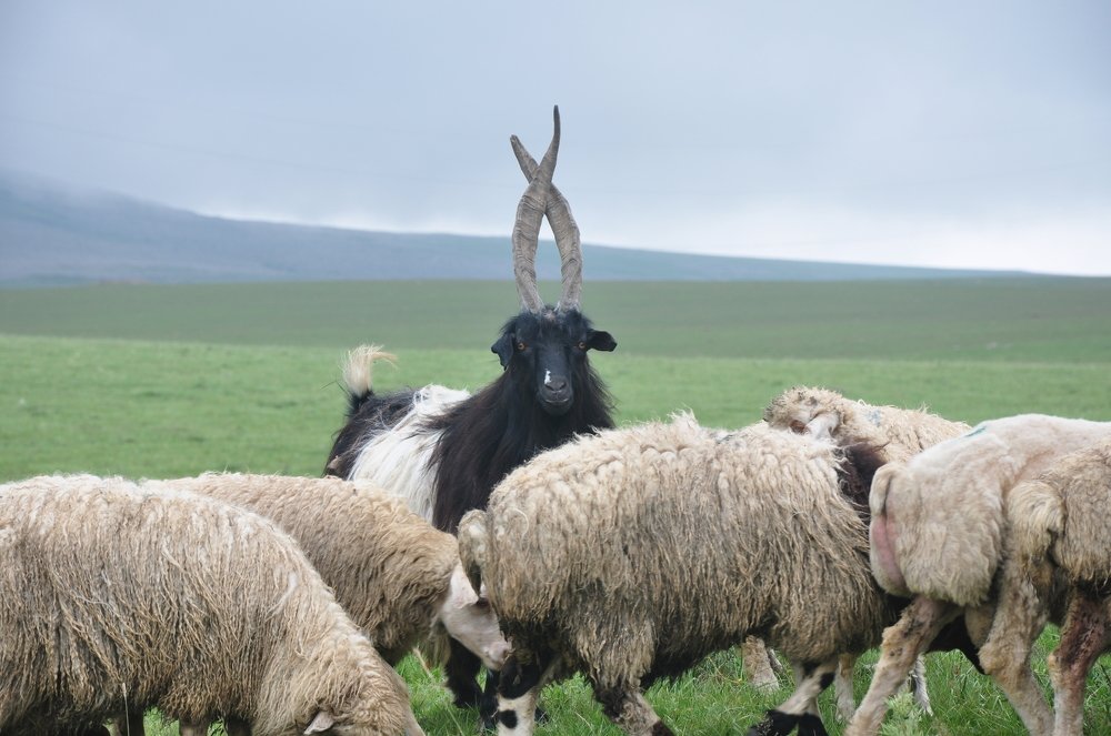 Photograph by Gocha Otanadze