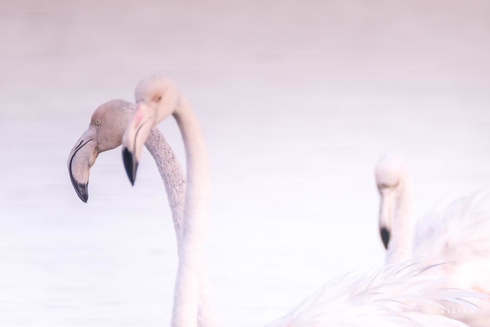 Photograph by António Vieira