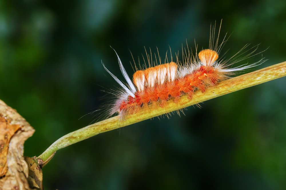 CATERPILLAR