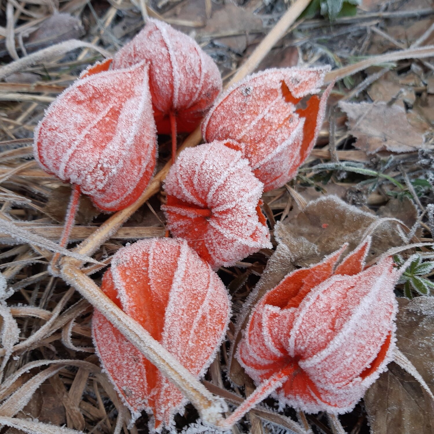 Photo #4312639