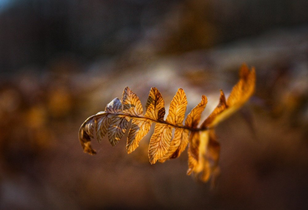 Папоротник