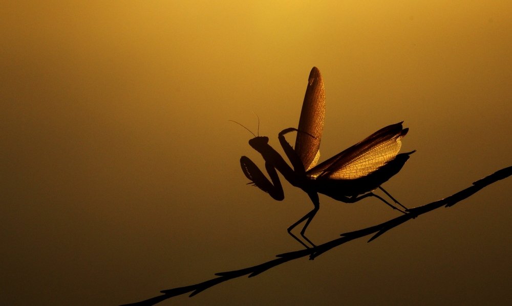 The last man is standing