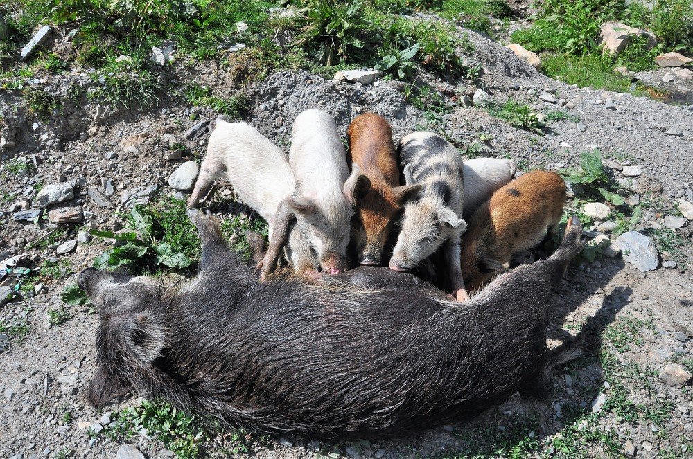 Photograph by Gocha Otanadze