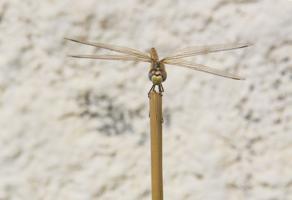 Photograph by İbrahim Bilen