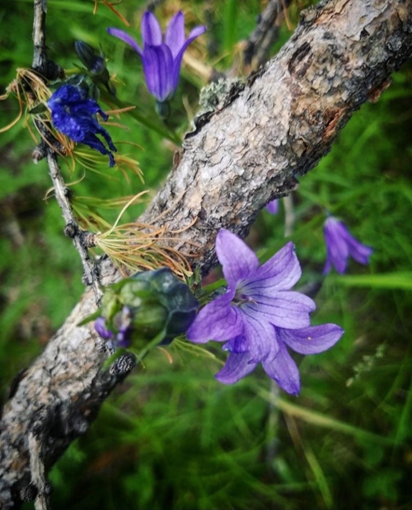 Photograph by Kara Enkhtuya