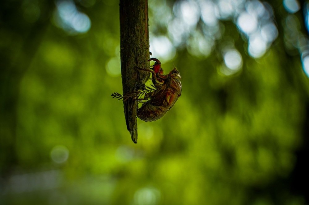 Photograph by Yang-Lin Tai