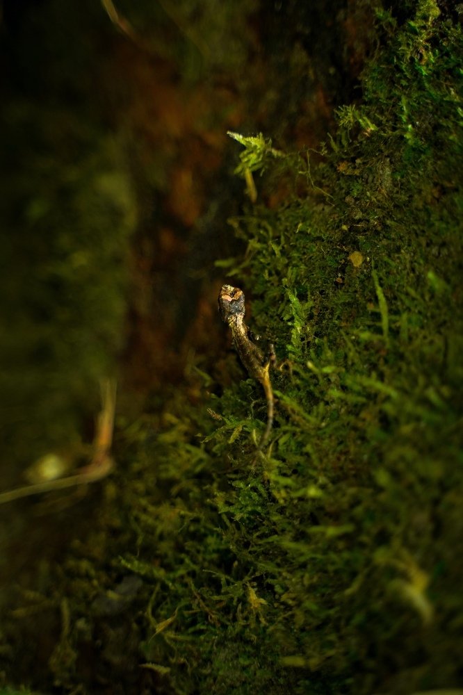 Photograph by Yang-Lin Tai