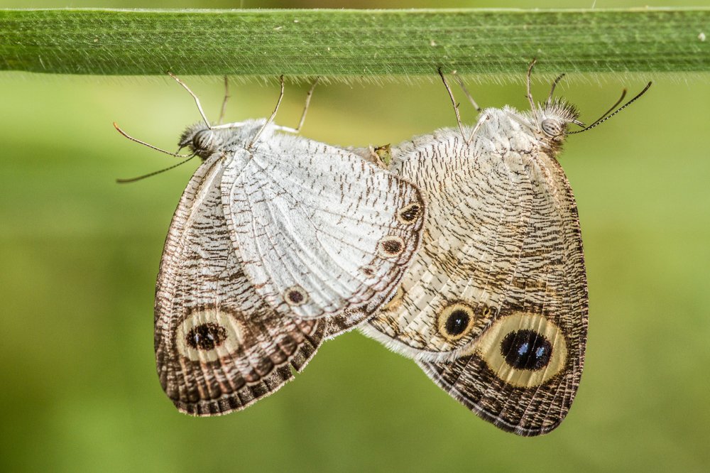 Photograph by Iranga Paranagama