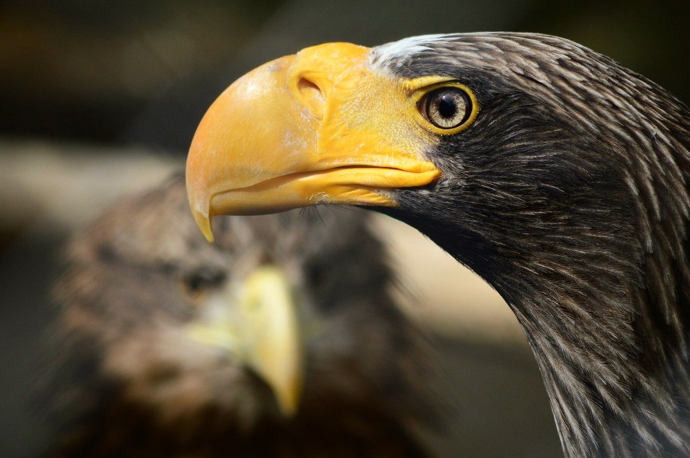 Photograph by Дарья Дырыгина