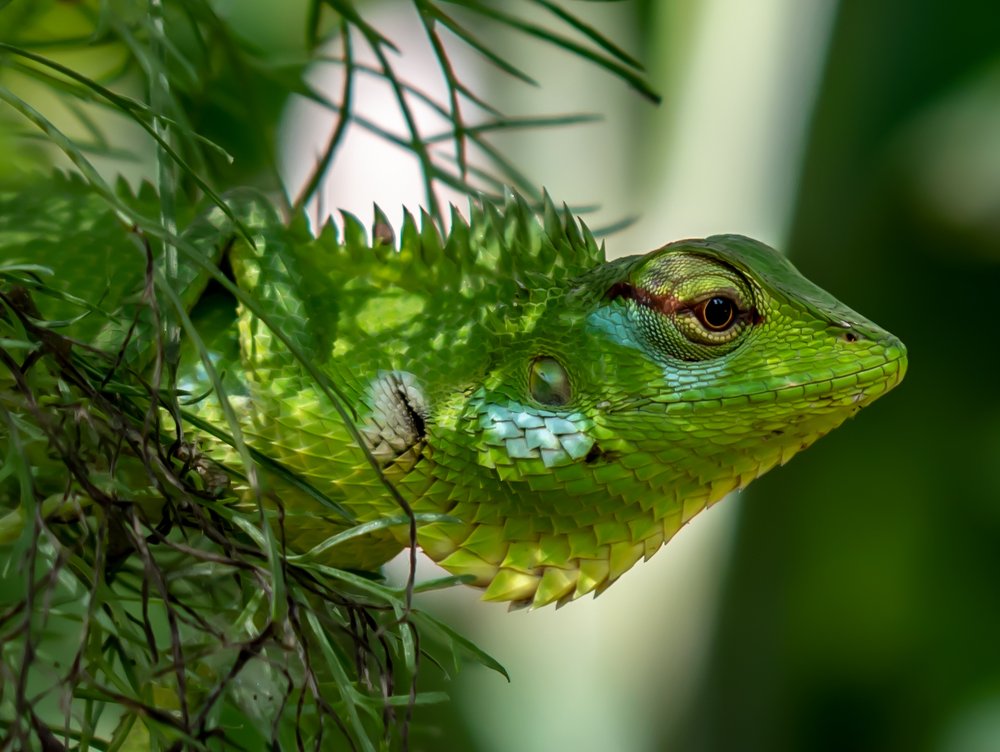 Photograph by Pabasara Malinda