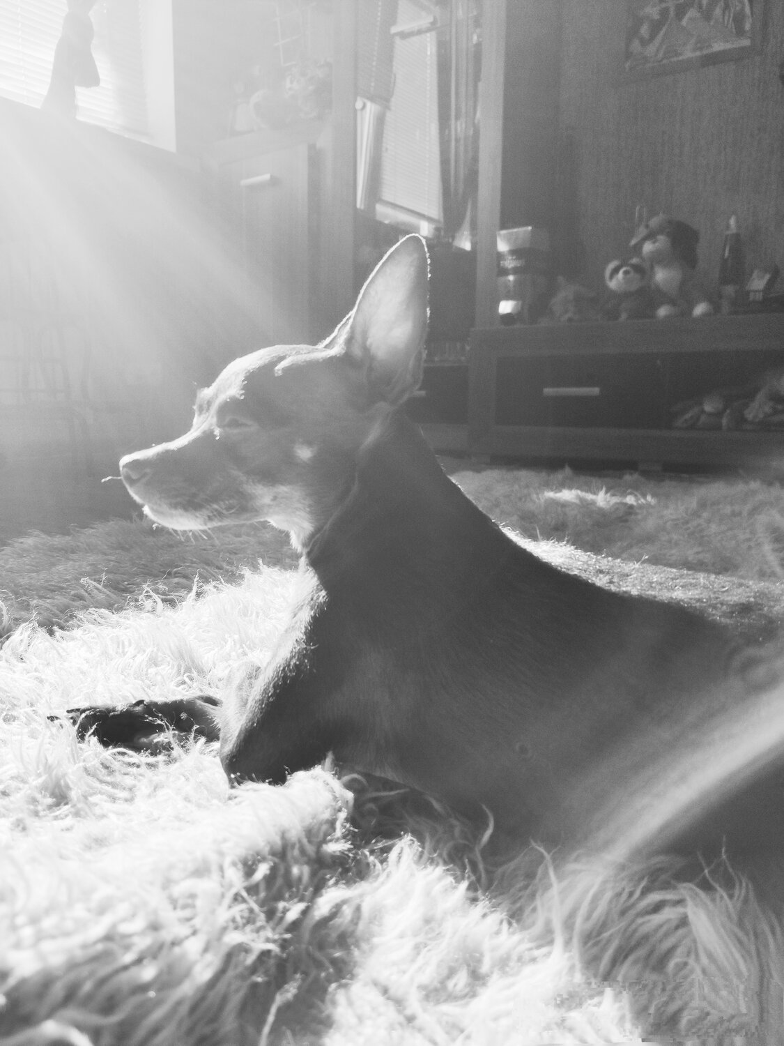 Photo #4313655