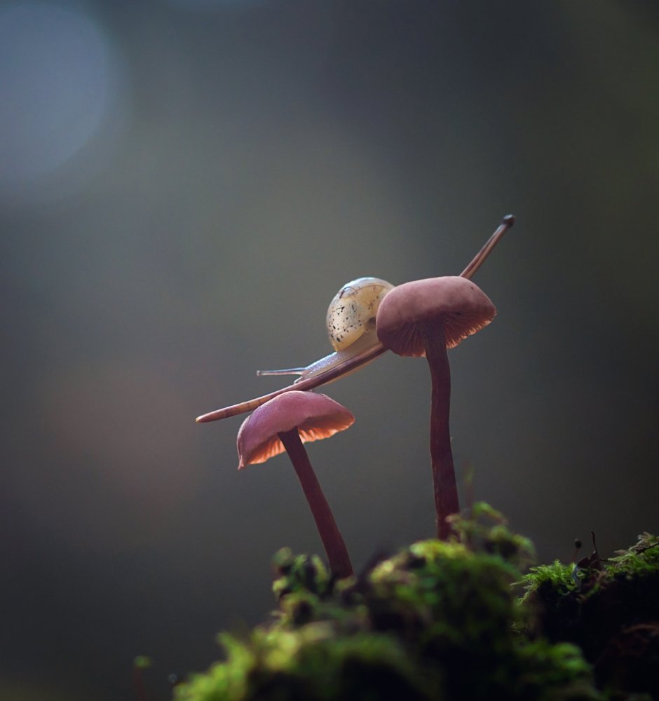 Photograph by Татьяна Пименкова