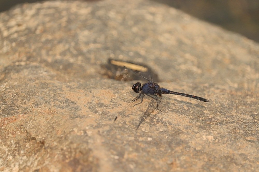 Photograph by Pavnil Patel